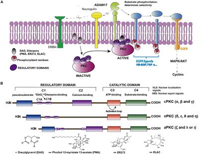 Protein Kinase C: Targets to Regenerate Brain Injuries?